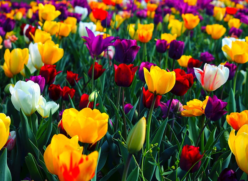 Tulipanes de colores, colorido, flores, naturaleza, tulipanes, campo, Fondo  de pantalla HD | Peakpx