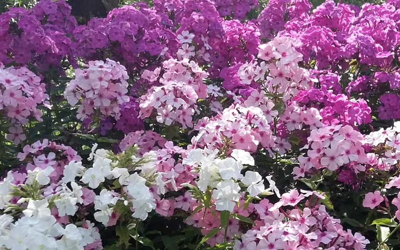 Phlox, Latvia, flowers, pink, HD wallpaper