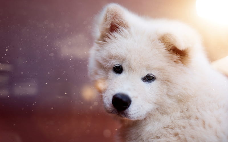 Samoyed, puppy, white furry dog, pets, cute animals, dogs, HD wallpaper |  Peakpx