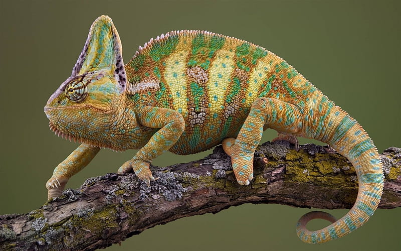 lizard, chameleon, green chameleon, reptile, HD wallpaper