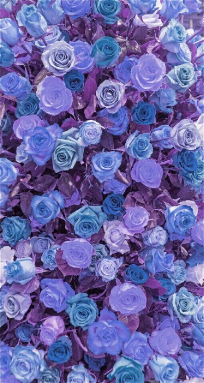 Purple Roses, flowers, lapis, lazuli, pink, purple, rose, HD phone wallpaper