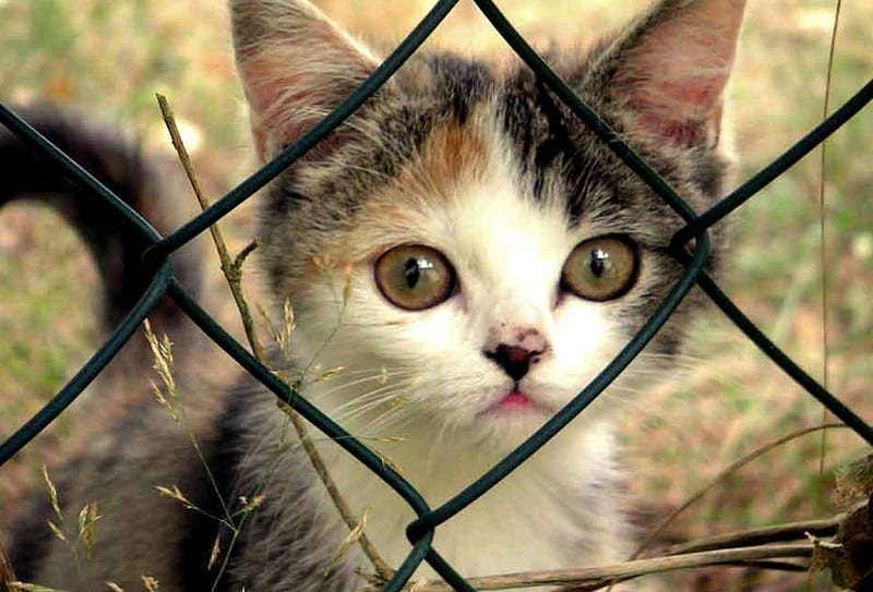 Behind the Wire, cute, lovely, Cats, Animals, HD wallpaper