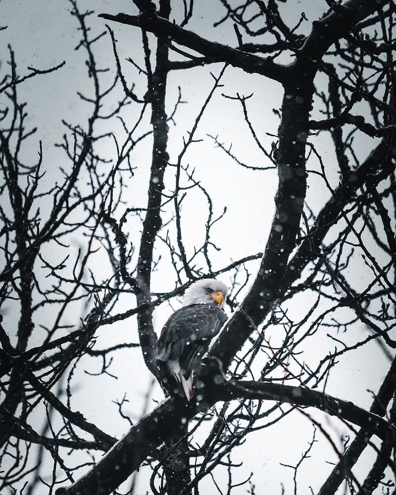 eagle, bird, tree, branches, snow, HD phone wallpaper