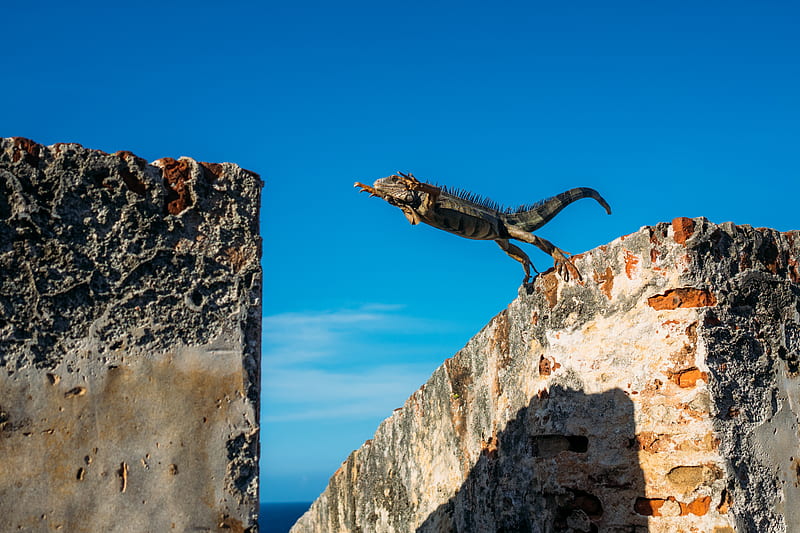 iguana about to jump on concrete wall, HD wallpaper