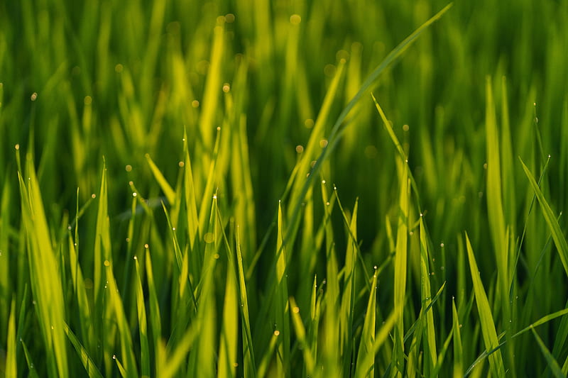 grass, macro, drops, plant, HD wallpaper