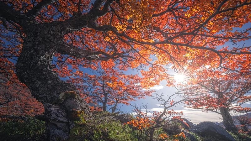 Autumn in Patagonia, Argentina, fall, trees, landscape, lake, colors, rocks, leaves, sun, HD wallpaper Autumn in Patagonia, Argentina, fall, trees, landscape, lake, colors, rocks, leaves, sun, HD wallpaper