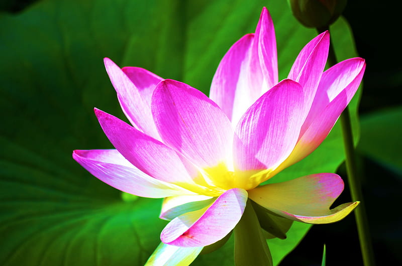 Flor de loto, estanque, hojas, flor, blanco, rosa, Fondo de pantalla HD |  Peakpx