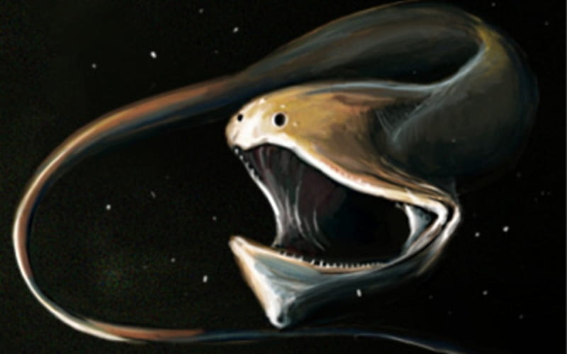 Pelican eel, mouth, deep, open, sea, creature, HD wallpaper