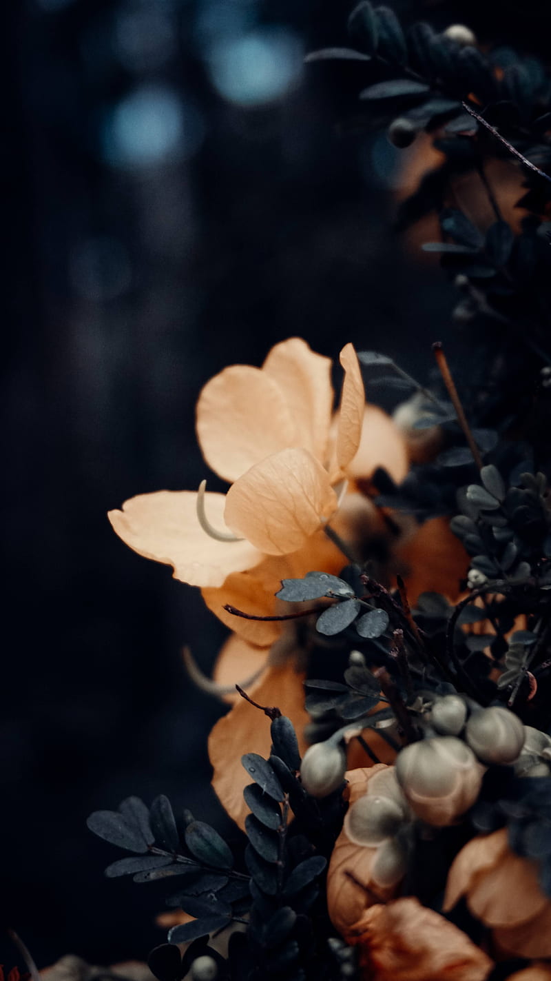 Moody flowers, abstract, black, dark, flower, flowers, leaves, moody,  nature, HD phone wallpaper | Peakpx