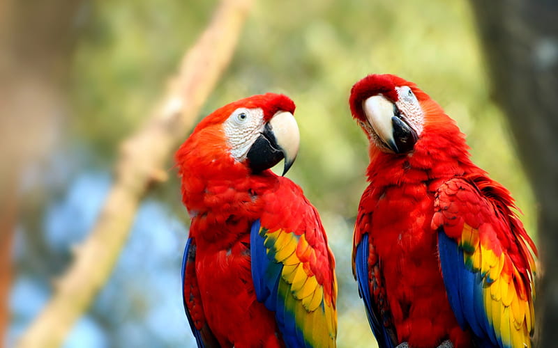 Scarlet macaw, bokeh, parrots, close-up, red parrots, Ara macao, macaw, HD  wallpaper | Peakpx