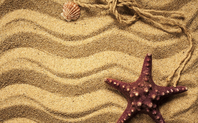 sand, beach, starfish, shells, HD wallpaper