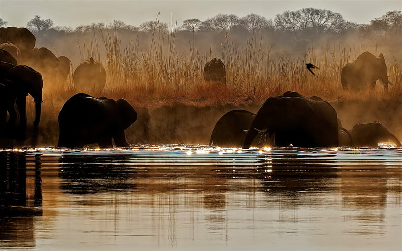 elephants, lake, morning, Africa, watering, wildlife, herd of elephants, fog, HD wallpaper