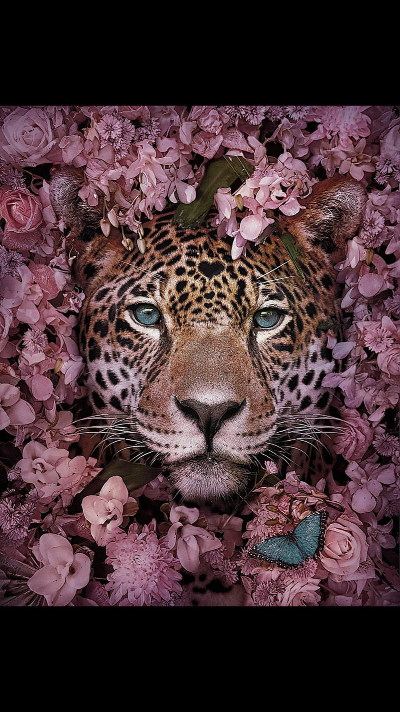 Wild cats and nature, leopard, butterfly, flowers, beautiful, cat, pink, HD phone wallpaper