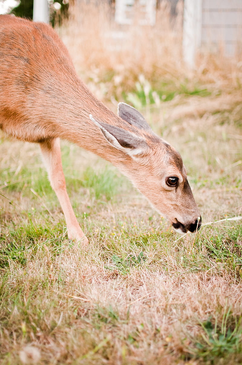 roe deer, animal, grasses, wildlife, HD phone wallpaper