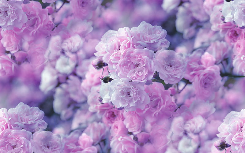 Soft Pink Flower Background Vector Images (over 5,100)