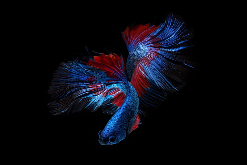 Fish, red, exotic, vara, peste, summer, black, blue, beta, HD wallpaper