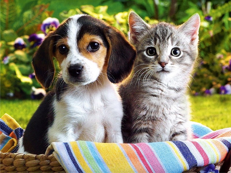 Puppy and kitten., basket, cat, kitten, puppy, dog, HD wallpaper