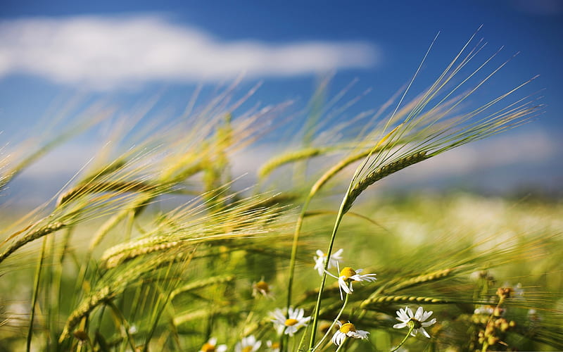 green wheat crop-spring Album, HD wallpaper