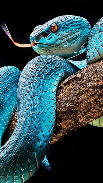 Download Cool Snake With Blue Skin Wallpaper  Wallpaperscom