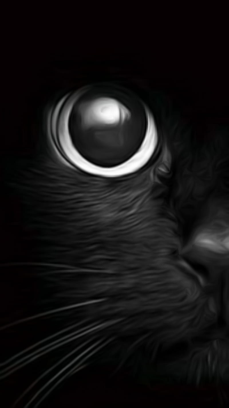 Intense, black, cat, eyes, feline, pet, whiskers, HD phone wallpaper