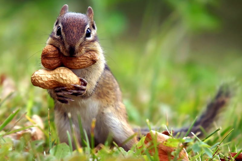 Food gathering, cute, nuts, squirrel, peanut, HD wallpaper