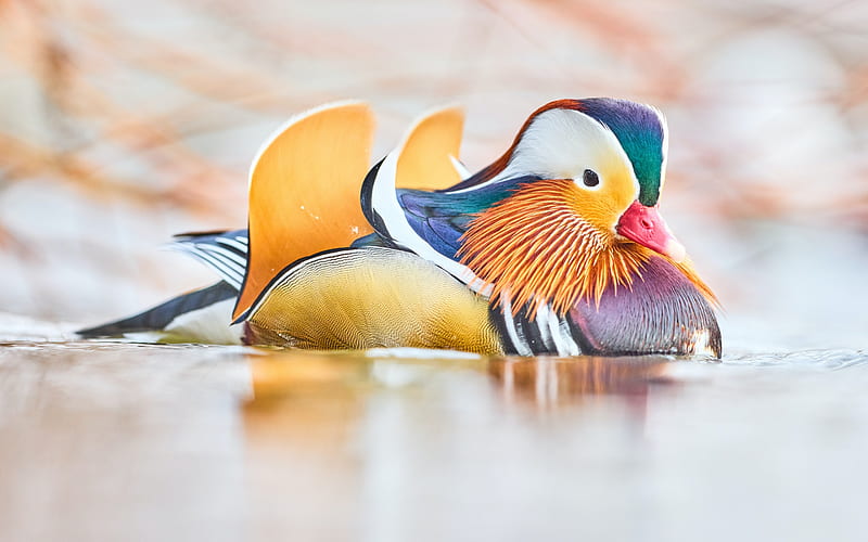 Mandarin duck, Beak, Duck, Bird, Colorful, HD wallpaper