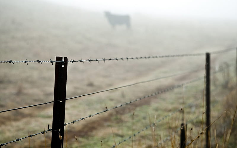 Barb Wire, Barb, fence, Wire, fog, HD wallpaper
