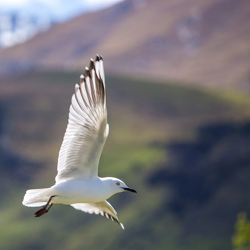 shallow focus graphy of white bird flying in the sky, HD phone wallpaper