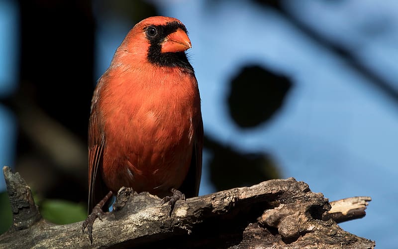Cardinal, animal, ornithology, bird, macro, HD wallpaper