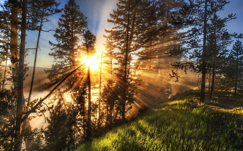 morning sunbeams-Beautiful natural scenery, HD wallpaper