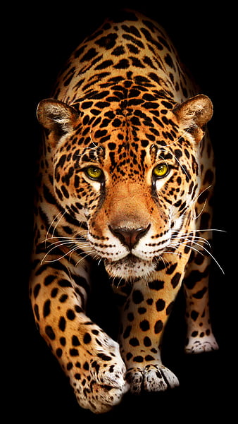 HD wallpaper: jaguar, menacing, carnivore, stalking, eyes, wildcat