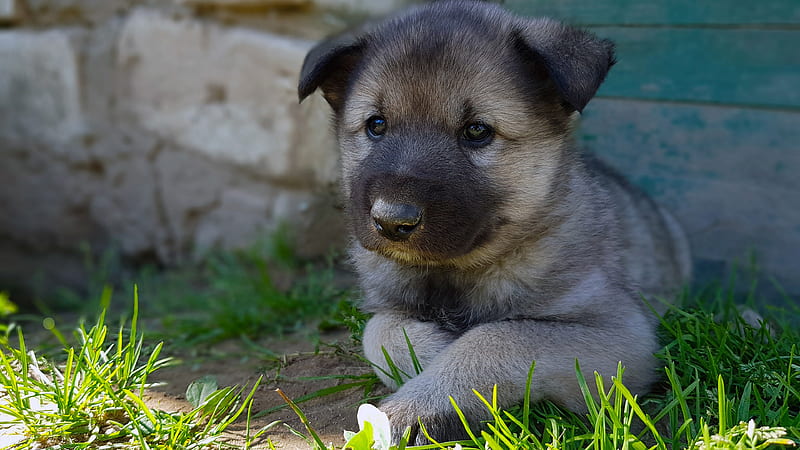 Cute Puppy Is Sitting Near Grass Dog, HD wallpaper