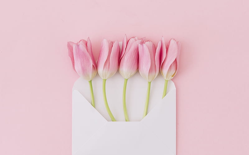 pink tulips, spring flowers, tulips on a pink background, tulips in an envelope, floral background, tulips, HD wallpaper