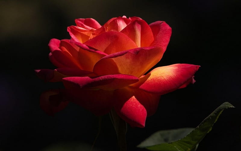 Blossomed Rose, flower, beauty, red, rose, HD wallpaper | Peakpx