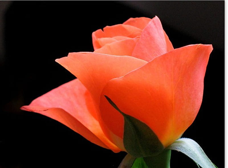 Lovely rose, flower, beauty, lovely, rose, HD wallpaper Lovely rose, flower, beauty, lovely, rose, HD wallpaper