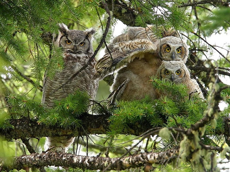 EAGLE OWL FAMILY, fledgelings, youngsters, birds of prey, mothers and kids, trees, pines, owls, HD wallpaper