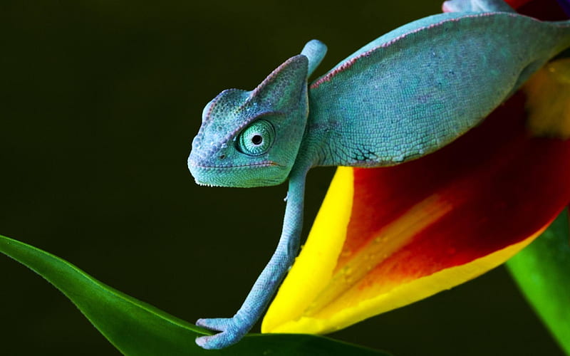 chameleon-Animal graphy, HD wallpaper