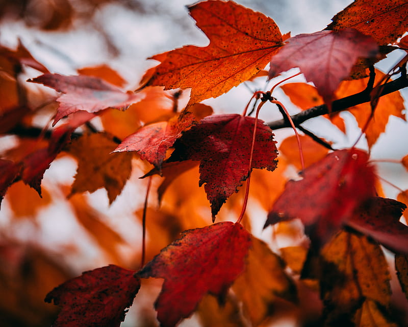 leaves, dry, autumn, branch, maple, HD wallpaper