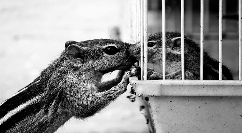 Don't Worry, I'll Get You Out, paws, squirrels, ears, eyes, animals, fur, HD wallpaper