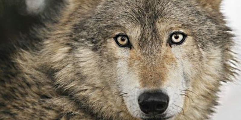 grey wolf, yellow, face, reddish, fur, HD wallpaper