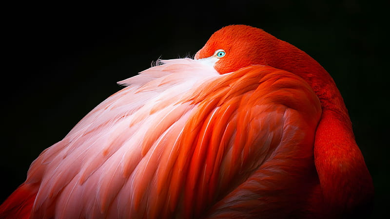 Birds, Flamingo, Bird, HD wallpaper