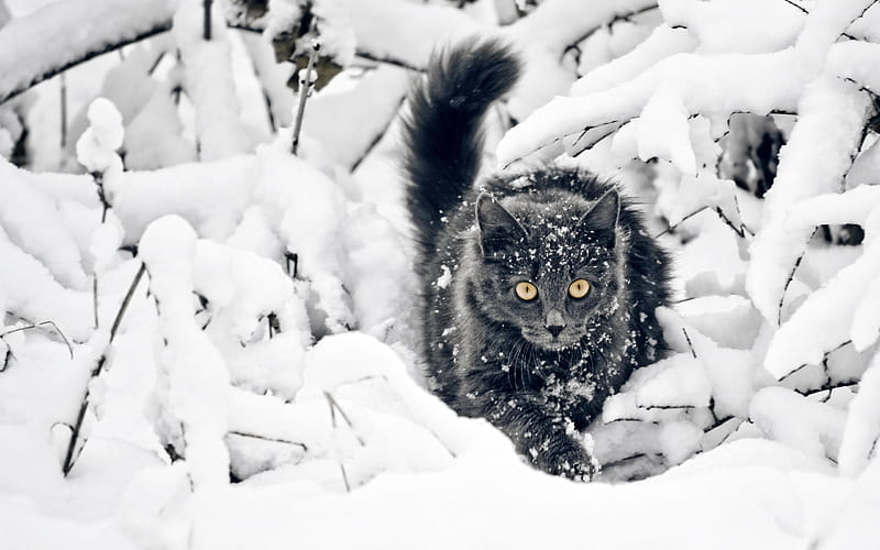 Cat on a prowl, snow, black cat, cats, animals, winter, HD wallpaper