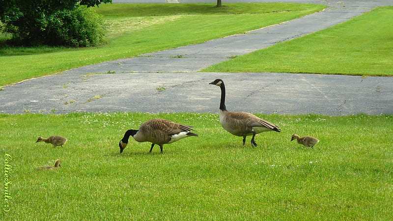 Geese Family Walking, geese, family, Canada Goose, green, grass, goose, goslings, Canadian Goose, HD wallpaper