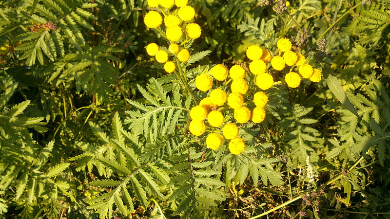 Yellow Wild Flowers, Snapshot, Fall, Pretty, Yellow, Grass, Leafs, Living Nature, Outside, Nature, Wild Flower, graphy, Flowers, Leaves, Nice, Green, graph, Real Nature, Petals, Autumn, Leaf, Petal, HD wallpaper