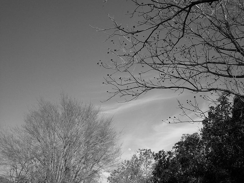 evening in black and white, black and white, colorless, trees, HD wallpaper