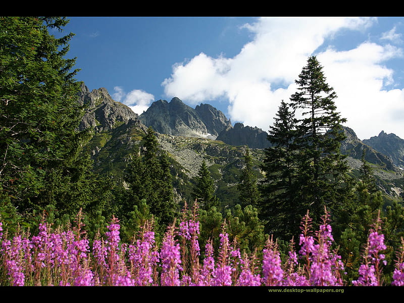 High Tatras Mountains, mountain, forest, lovely, slovakia, flower, HD wallpaper