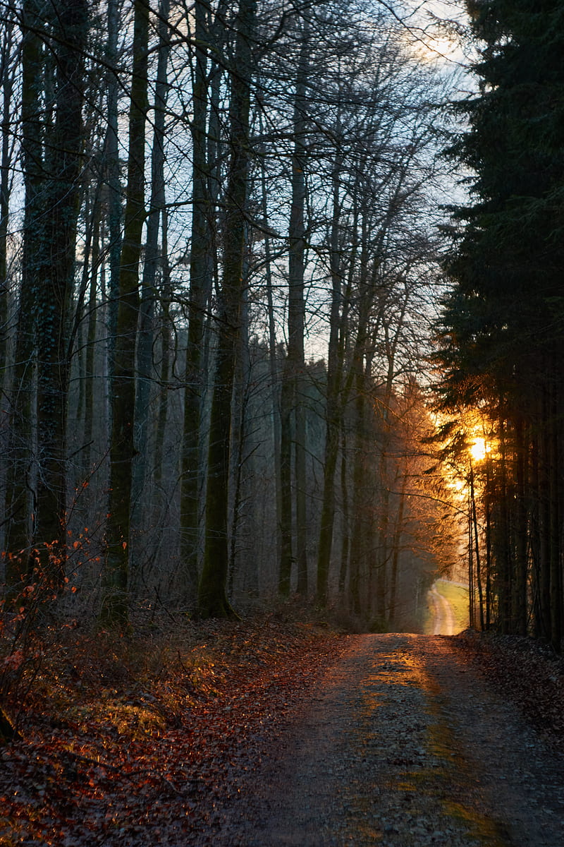 forest, road, sunset, nature, HD phone wallpaper