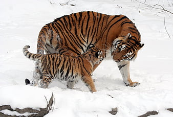 Tiger baby with tiger mother - Cats & Animals Background Wallpapers on  Desktop Nexus (Image 495179)