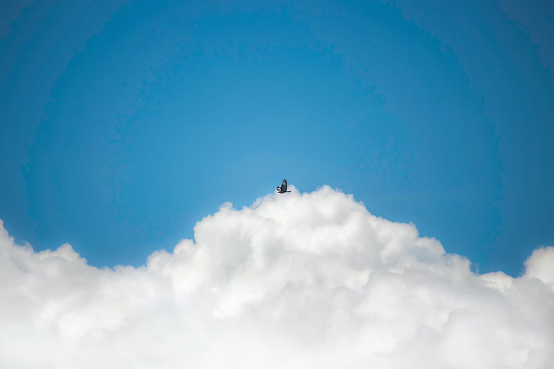 bird, clouds, sky, flight, HD wallpaper
