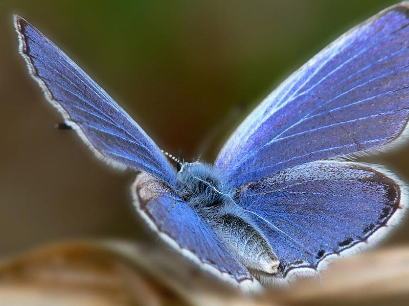 Beautiful Silvery Blue Butterfly, insect, silver blue, bonito, butterfly, HD wallpaper